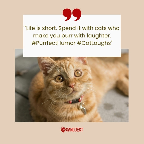A charming cat with an amusing gaze captures the spirit of funny cat quotes for Instagram.
