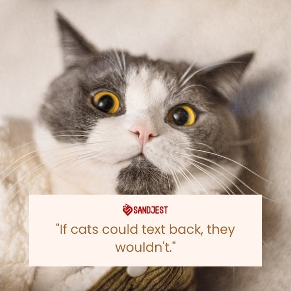 A gray and white cat with a quizzical expression, showcasing the humor in funny cat quotes.