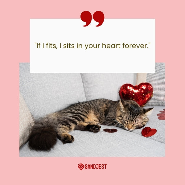 A cat lounging with a heart-shaped pillow, with a quote about finding a forever place in your heart.