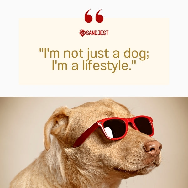 A laid-back dog rocking sunglasses personifies funny dog quotes and sayings with attitude.