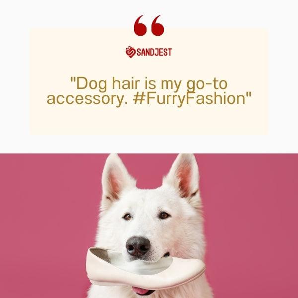 A dog posing with a stylish shoe, showcasing funny dog quotes for social media captions.