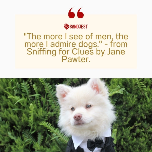 A dignified fluffy dog represents the wit found in funny dog quotes in novels.