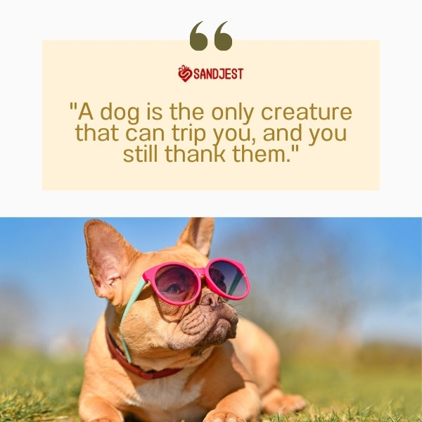 Sunglass-wearing French Bulldog represents funny dog quotes.