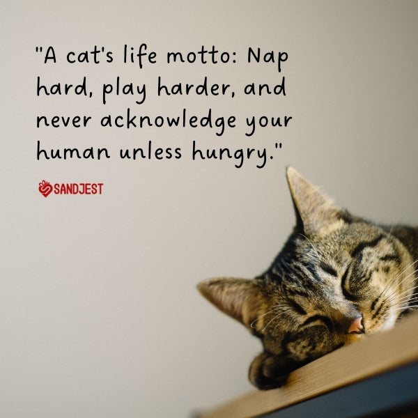 Sleeping cat perfectly captures the essence of funny pet quotes about cats' life philosophy.