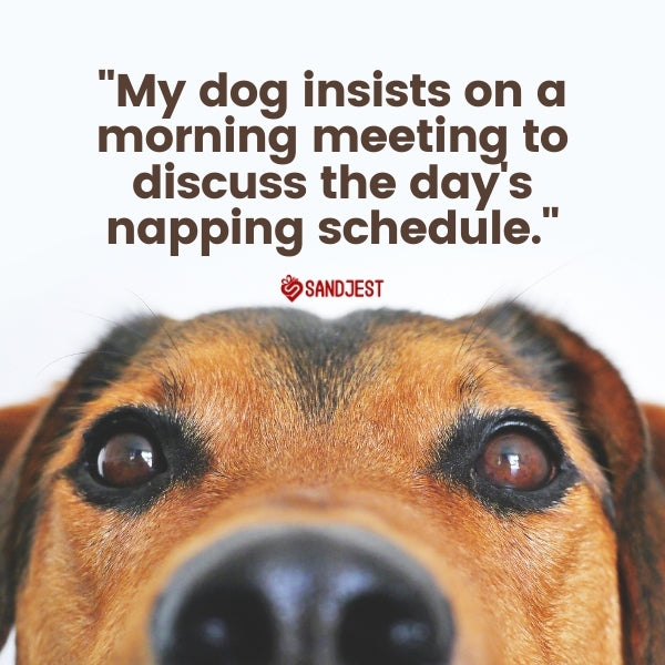Humorous image of a dog with a funny quote about pets' nap schedules.