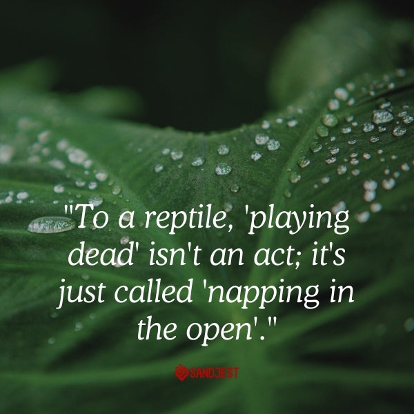 A playful depiction of a reptile 'napping in the open' with a humorous quote
