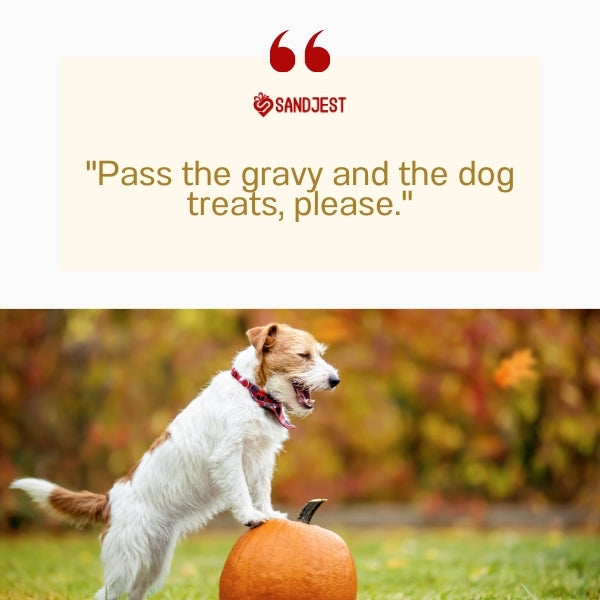 A terrier beside a pumpkin on Thanksgiving showcases funny dog quotes for the holiday.