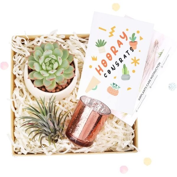 Brighten any space with a Gift Box featuring an Airplant and Succulent, a unique addition to teacher valentine gifts.