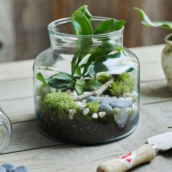 Exquisite Glass Terrarium: The Perfect Gardening Gift for Mom