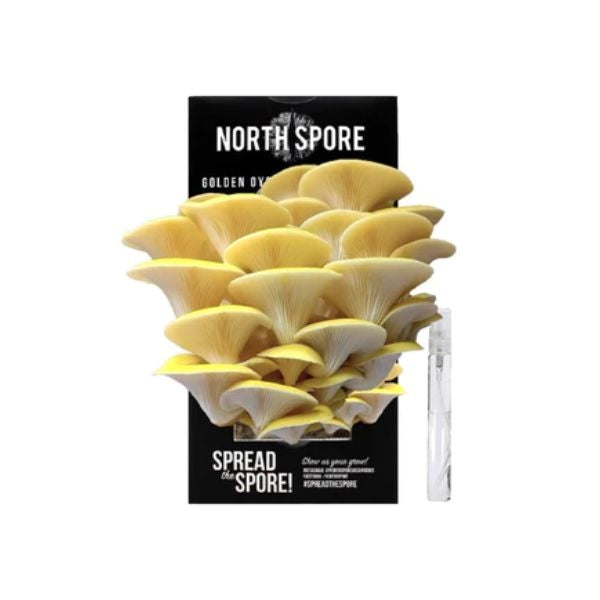 The Golden Oyster Mushroom Grow Kit brings the magic of homegrown mushrooms to your kitchen.