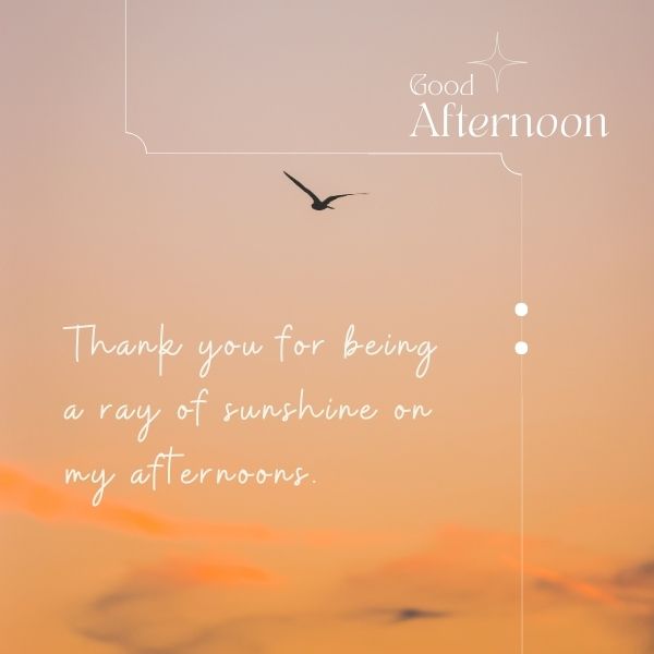 Good afternoon message with a bird flying at sunset expressing gratitude.