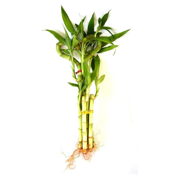 Heart-Shaped Bamboo Plant, a symbol of growth and resilience, ideal for a 3 year anniversary gift.