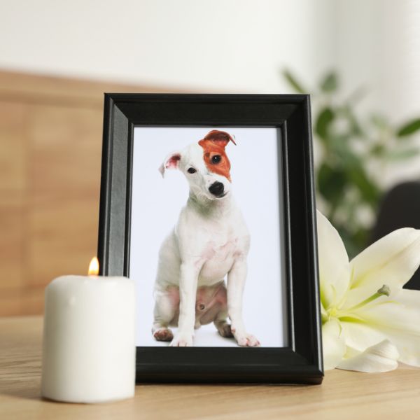 Framed photo of a dog representing pet memorial gifts to cherish the memories of a loyal friend