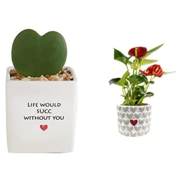 Hoya Heart plant, a charming Valentine gift for wives, symbolizes enduring love and natural beauty.