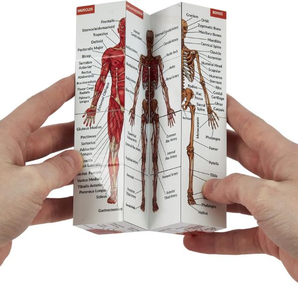 Human Anatomy Study Cube, an educational and engaging tool for doctors to enhance their knowledge of the human body.