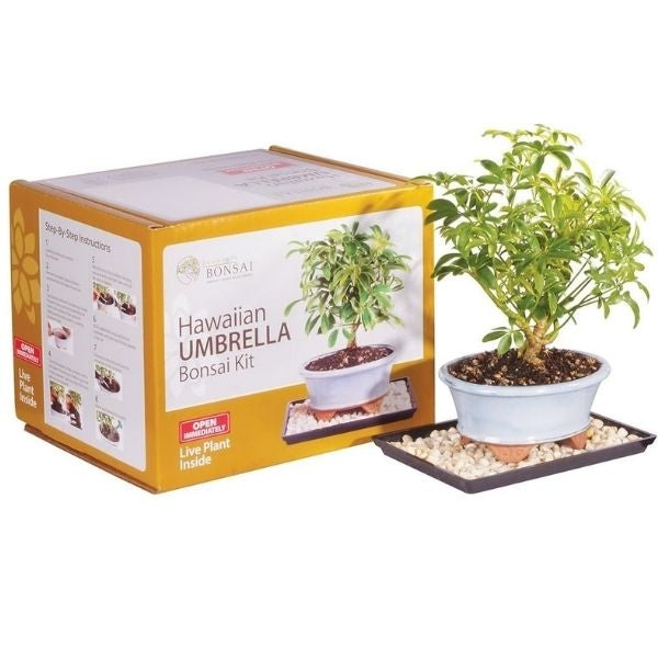 Indoor Bonsai Tree Kit, a serene and mindful gift for a grandma who gardens.