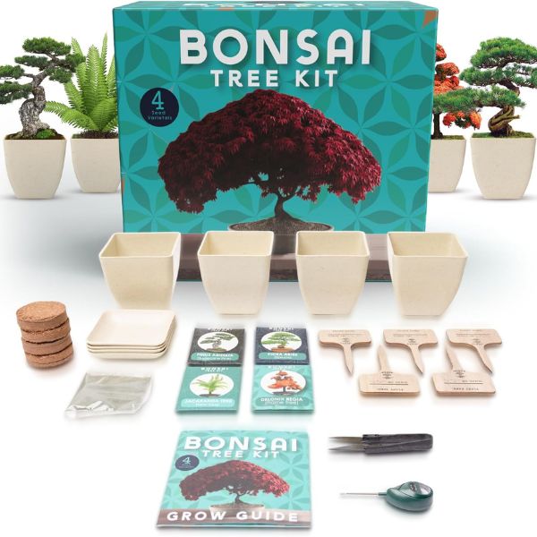 Indoor Bonsai Tree Kit, a peaceful and engaging retirement hobby for dad