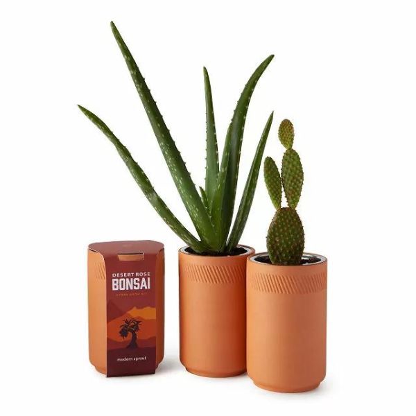 Indoor Desert Grow Kit, a unique and eco-friendly anniversary gift for boyfriends.