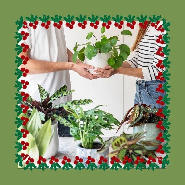Indoor Plant Subscription christmas gifts for coworker