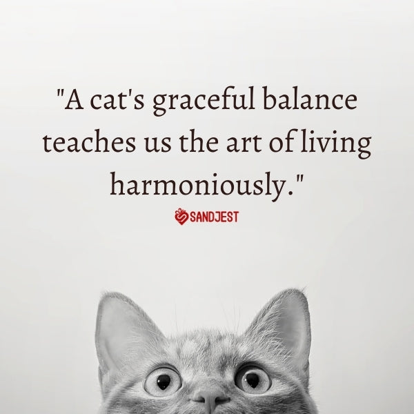 Grey cat with a quote about the art of living in balance, reflecting quotes about pets and love