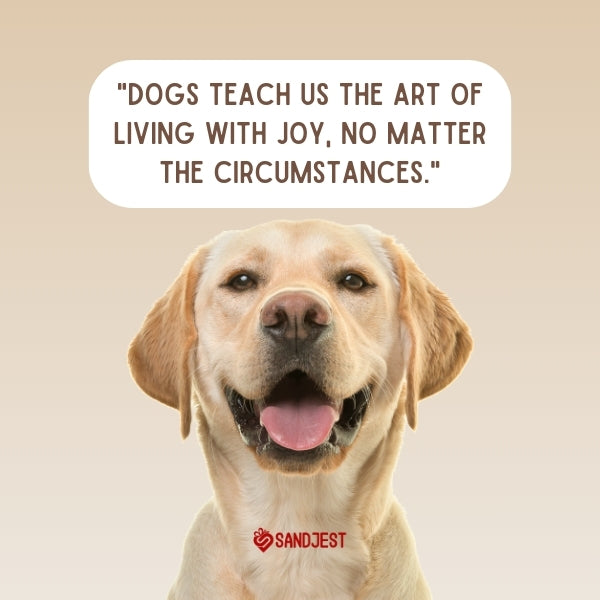 Golden Retriever embodies quotes about pets and love with a happy expression.