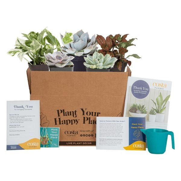 Live Indoor Plant and Succulent-Cactus Mix Subscription Box, a green delight delivered, brings nature's beauty into your daughter-in-law's home with each subscription.
