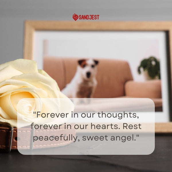 Elegant rose with a Sandjest memorial quote for a beloved pet.
