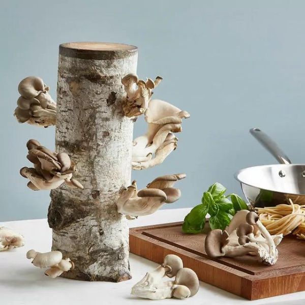 Mushroom growing kit, a unique gardening gift for dad's indoor farming.
