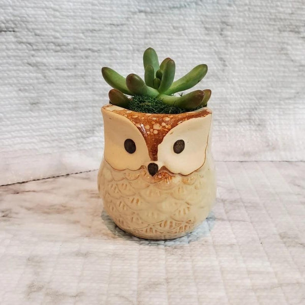 Owl Planter with Succulent combines greenery and owl gifts for a refreshing home decor piece