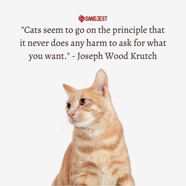 Orange tabby cat beside a quote by Joseph Wood Krutch on feline nature.
