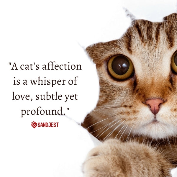 Peeking cat illustrates the subtle yet profound love for a pet quotes.
