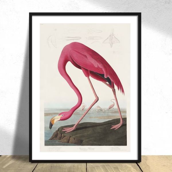 Pink Flamingo from "Birds of America" is a beautiful bird illustration in the book