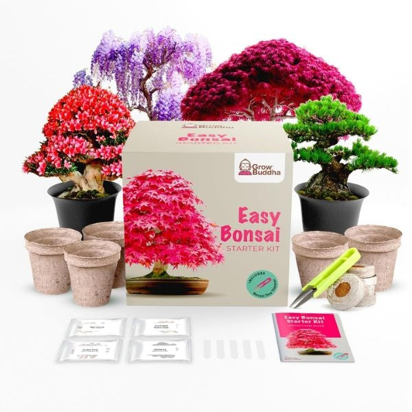 A beautifully arranged Plant Bonsai Kit for your boyfriend's dad, perfect for plant enthusiasts