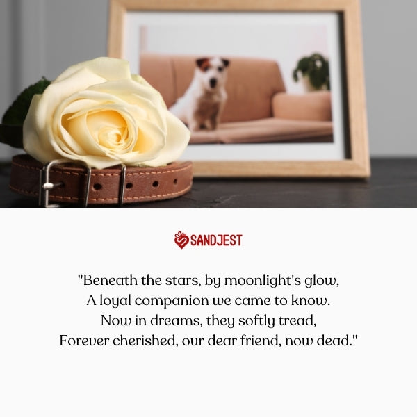 Poem captures the essence of dog loss quotes, a tribute under stars.