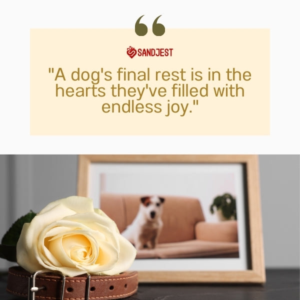 Memorial frame and rose depict quotes on a dog's death.