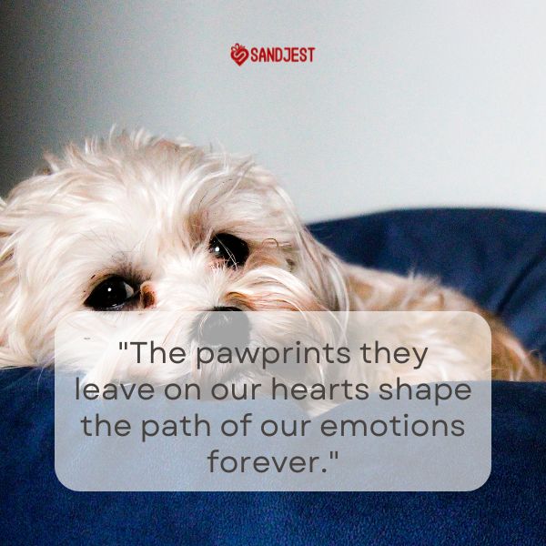 A small fluffy dog resting on a blue couch with Quotes About Our Bond with Pets.
