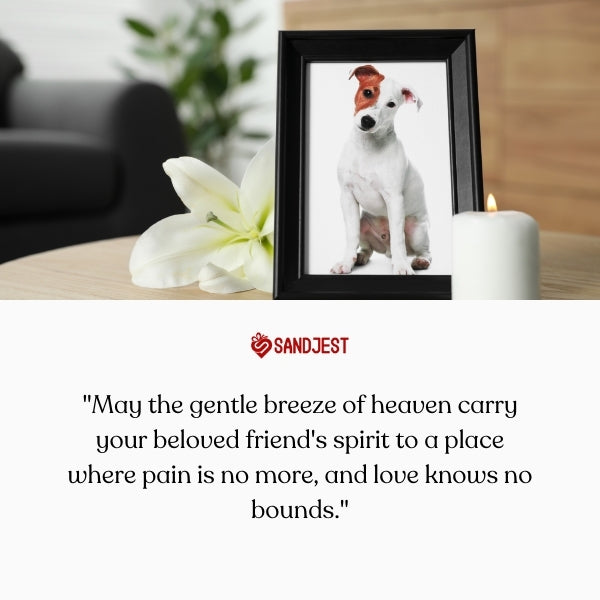 A rest in peace quote for a lost dog, sends spirits to painless realms