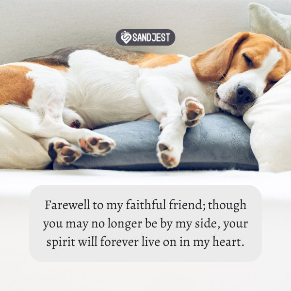 Sleeping dog on cushion, tender goodbye pet quotes.