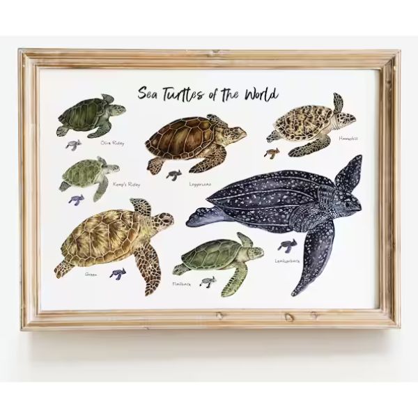 Sea Turtles of the World Wall Art, an educational and decorative piece for turtle gifts.
