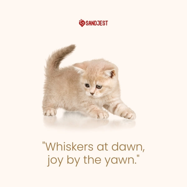 A playful kitten quote about joy and dawn on a serene background.
