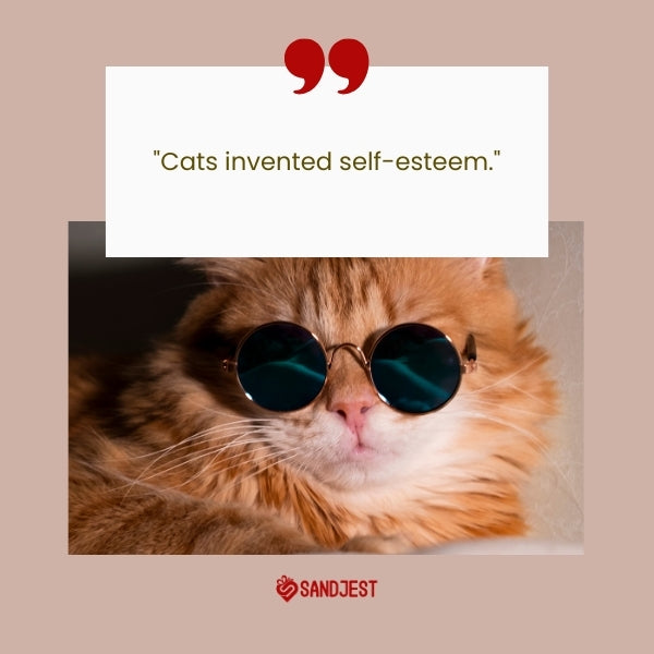 An orange cat with a whimsical expression offers a funny take on short funny cat quotes.