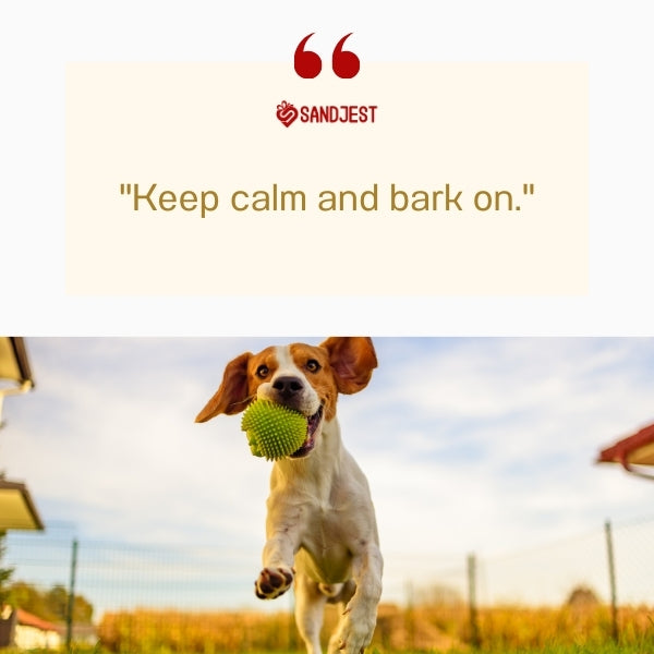 An energetic beagle running with a ball, a perfect moment for short funny dog quotes.