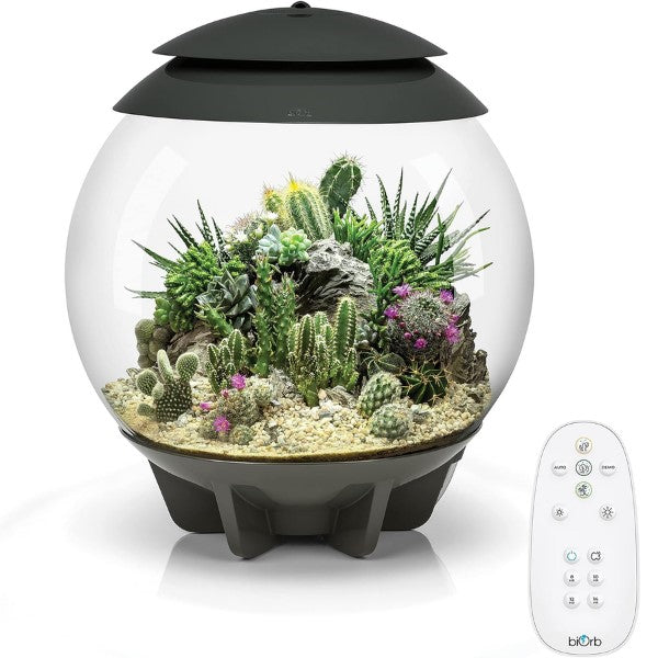 Exquisite succulent terrariums, a thoughtful choice for DIY gifts for mom.