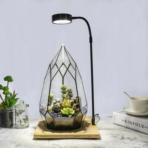 Tabletop Terrarium with Light, a serene new job gift bringing nature indoors
