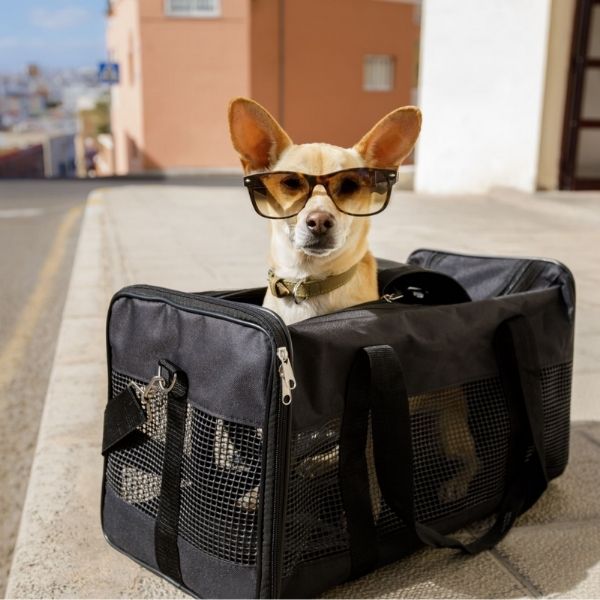 Travel Gear for Your Jet Setting Canine christmas gift for dog mom