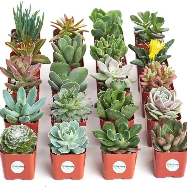 Unique Succulent Plant Pack offers a green and lasting baby shower favor.
