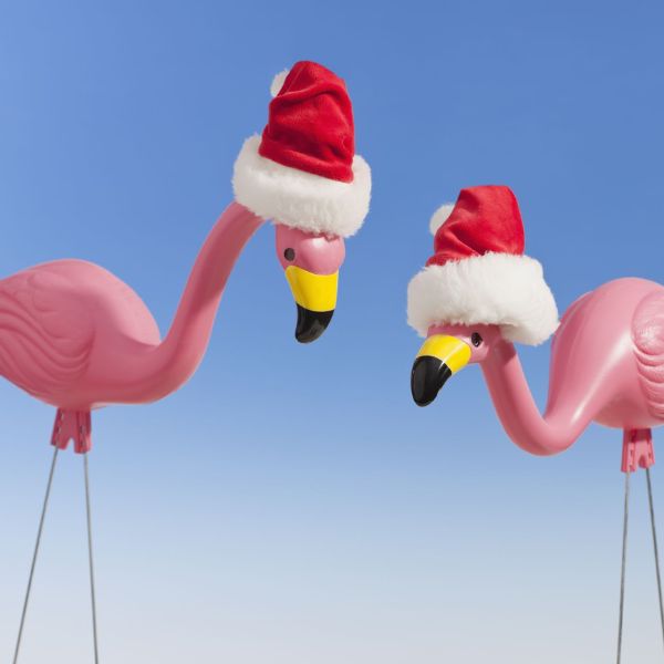 A vibrant pink flamingo lawn ornament stands proudly in a front yard
