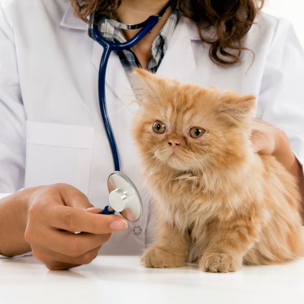 Explore unique Veterinary Day gifts to understand the essence of World Veterinary Day.