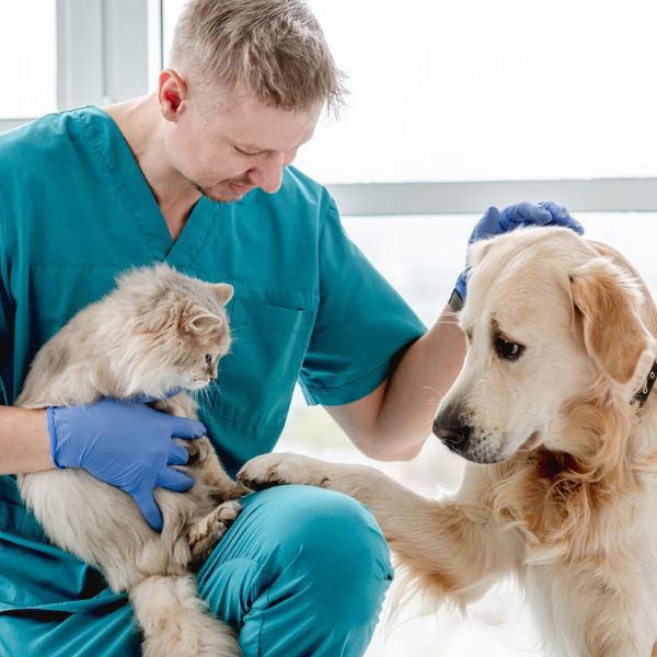 Mark your calendar with a special veterinary day gift, celebrating national veterinary appreciation.