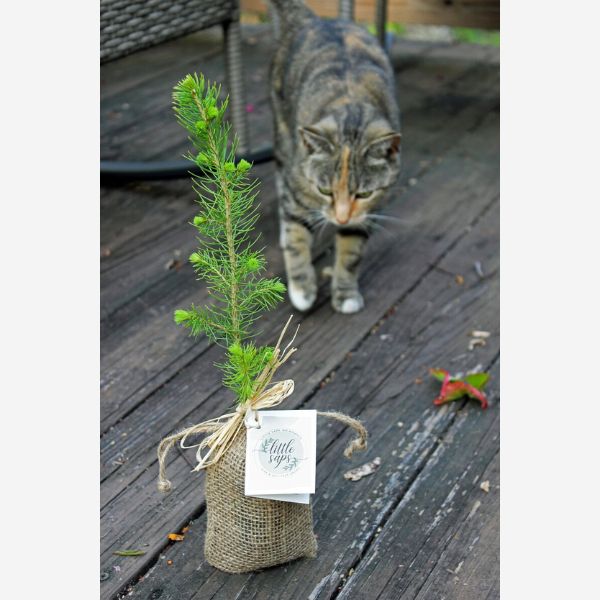 Young tree sapling representing a gift of life and remembrance for a lost pet.